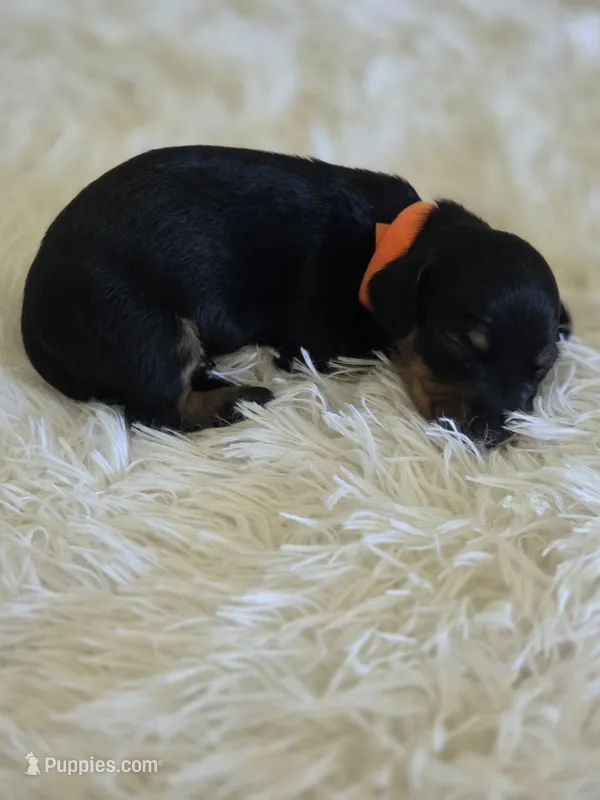 Orange Boy – Miniature Dachshund puppy for sale in Canterbury, CT