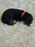 Orange Boy, a male Miniature Dachshund for sale in Canterbury, CT – 1 of 3