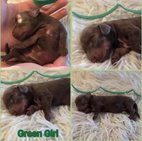 Green Girl, a female Miniature Dachshund for sale in Canterbury, CT – Photo 4 of 4