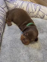 Green Girl, a female Miniature Dachshund for sale in Canterbury, CT – Photo 2 of 4