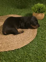 Yellow Boy, a male Miniature Dachshund for sale in Canterbury, CT – 5 of 10