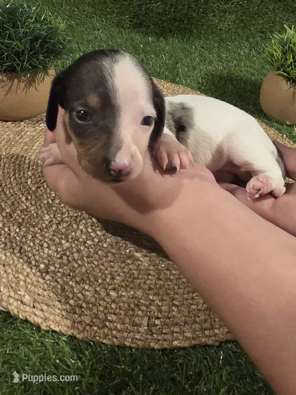 Blue Boy – Miniature Dachshund puppy for sale in Canterbury, CT