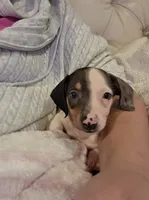 Blue Boy, a male Miniature Dachshund for sale in Canterbury, CT – 2 of 10