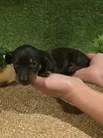 Pink Girl, a female Miniature Dachshund for sale in Canterbury, CT – 6 of 10