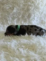Green Boy, a male Miniature Dachshund for sale in Canterbury, CT – 3 of 3