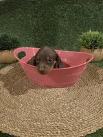 Purple Girl, a female Miniature Dachshund for sale in Canterbury, CT – 4 of 8