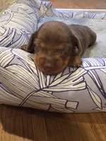 Lime Boy, a male Miniature Dachshund for sale in Canterbury, CT – Photo 2 of 5