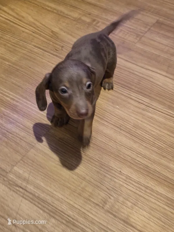 Lime Boy – Miniature Dachshund puppy on hold in Canterbury, CT