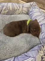 Lime Boy, a male Miniature Dachshund for sale in Canterbury, CT – Photo 3 of 5