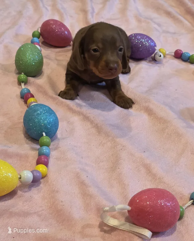 Lime Boy – Miniature Dachshund puppy for sale in Canterbury, CT