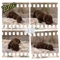 Lime Boy, a male Miniature Dachshund for sale in Canterbury, CT – Photo 5 of 5