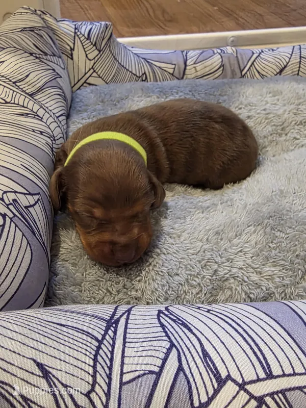 Lime Boy, a male Miniature Dachshund for sale in Canterbury, CT – Photo 1 of 5