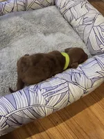 Lime Boy, a male Miniature Dachshund for sale in Canterbury, CT – Photo 4 of 5