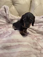 Red Boy , a male Miniature Dachshund for sale in Canterbury, CT – 9 of 10