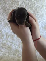 Red Boy , a male Miniature Dachshund for sale in Canterbury, CT – 2 of 2