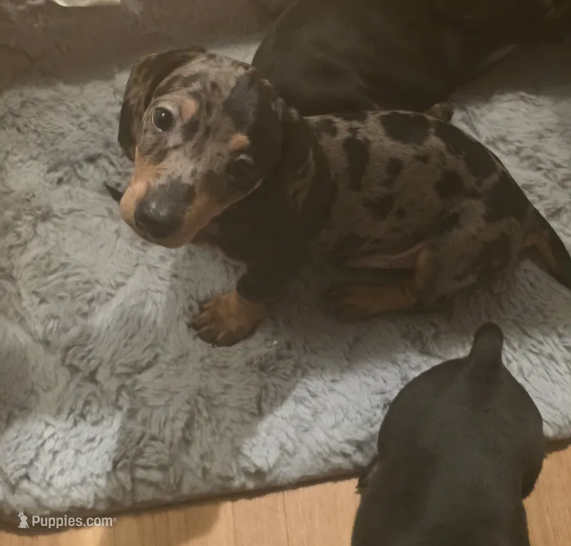 Green Boy – Miniature Dachshund puppy for sale in Canterbury, CT