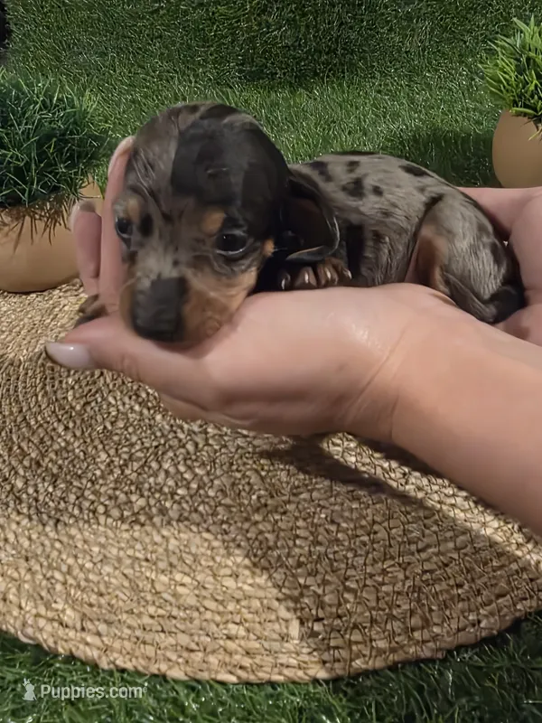 Green Boy – Miniature Dachshund puppy for sale in Canterbury, CT