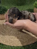 Green Boy, a male Miniature Dachshund for sale in Canterbury, CT – 3 of 10