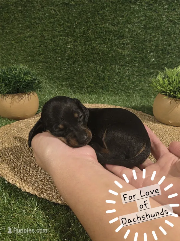 Orange Boy – Miniature Dachshund puppy for sale in Canterbury, CT