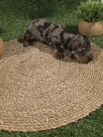 Green Boy, a male Miniature Dachshund for sale in Canterbury, CT – 5 of 10