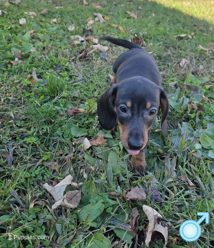 Yellow Boy – Miniature Dachshund puppy for sale in Canterbury, CT