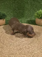 Purple Girl, a female Miniature Dachshund for sale in Canterbury, CT – 6 of 8