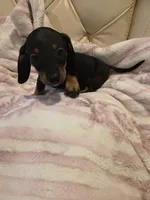 Red Boy , a male Miniature Dachshund for sale in Canterbury, CT – 10 of 10