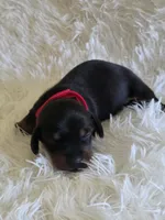 Red Boy , a male Miniature Dachshund for sale in Canterbury, CT – 1 of 2
