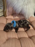Baby Blue Boy, a male Miniature Dachshund for sale in Canterbury, CT – Photo 3 of 3