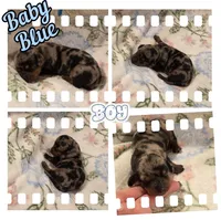 Baby Blue Boy, a male Miniature Dachshund for sale in Canterbury, CT – Photo 2 of 3