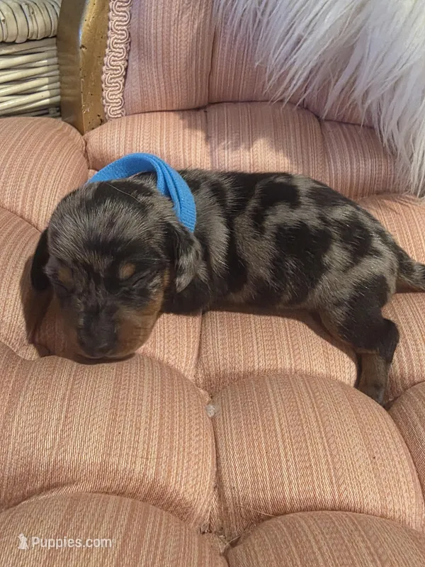 Baby Blue Boy – Miniature Dachshund puppy for sale in Canterbury, CT