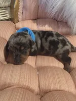 Baby Blue Boy, a male Miniature Dachshund for sale in Canterbury, CT – Photo 1 of 3