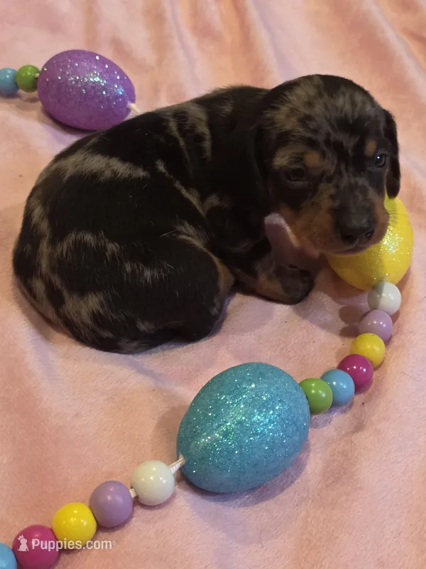 Baby Blue Boy – Miniature Dachshund puppy for sale in Canterbury, CT