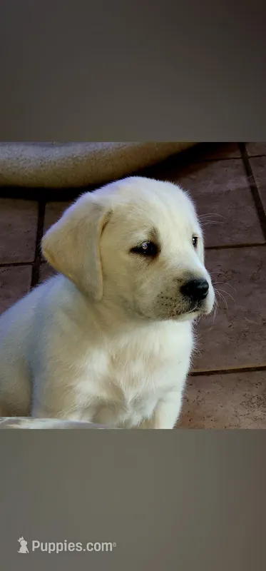 Daisy  – Labrador Retriever puppy for sale in Tazewell, VA
