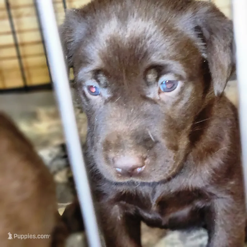 Red, a female Labrador Retriever for sale in Tazewell, VA – 1 of 4