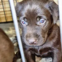 Red, a female Labrador Retriever for sale in Tazewell, VA – 1 of 4