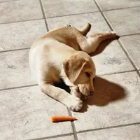 Colt, a male Labrador Retriever for sale in Tazewell, VA – 4 of 8