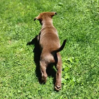 Remmington , a male Labrador Retriever for sale in Tazewell, VA – 6 of 6