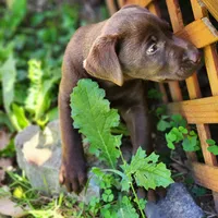 Remmington , a male Labrador Retriever for sale in Tazewell, VA – 2 of 6
