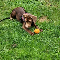 Ben, a male Labrador Retriever for sale in Tazewell, VA – 4 of 6