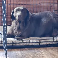 Bolta , a  Labrador Retriever for sale in Tazewell, VA – 1 of 4