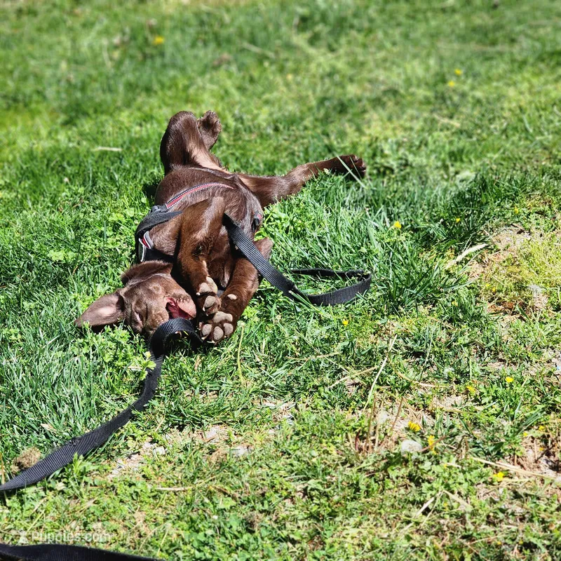 River – Labrador Retriever puppy for sale in Tazewell, VA