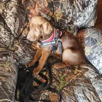 River, a female Labrador Retriever for sale in Tazewell, VA – Photo 1 of 4