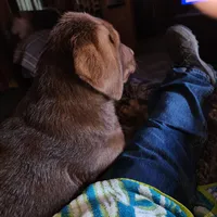 River, a female Labrador Retriever for sale in Tazewell, VA – Photo 3 of 4