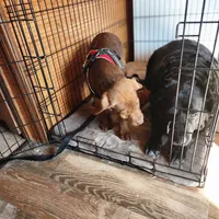 River, a female Labrador Retriever for sale in Tazewell, VA – Photo 2 of 4