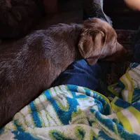 River, a female Labrador Retriever for sale in Tazewell, VA – Photo 4 of 4