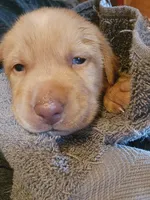 Kala, a female Labrador Retriever for sale in Tazewell, VA – 3 of 6