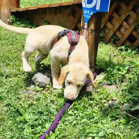 Colt, a male Labrador Retriever for sale in Tazewell, VA – 10 of 10