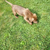 Rowdy , a male Labrador Retriever for sale in Tazewell, VA – 5 of 7