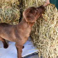 Tiny, a female Labrador Retriever for sale in Tazewell, VA – 3 of 4